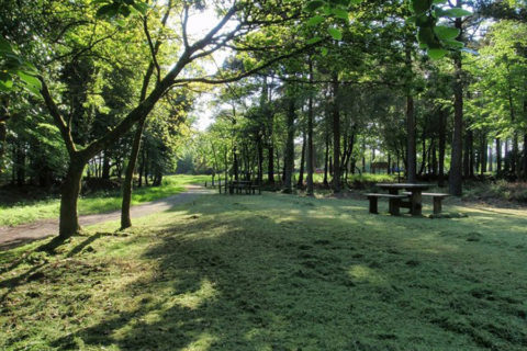 Haldon_Forest_Park