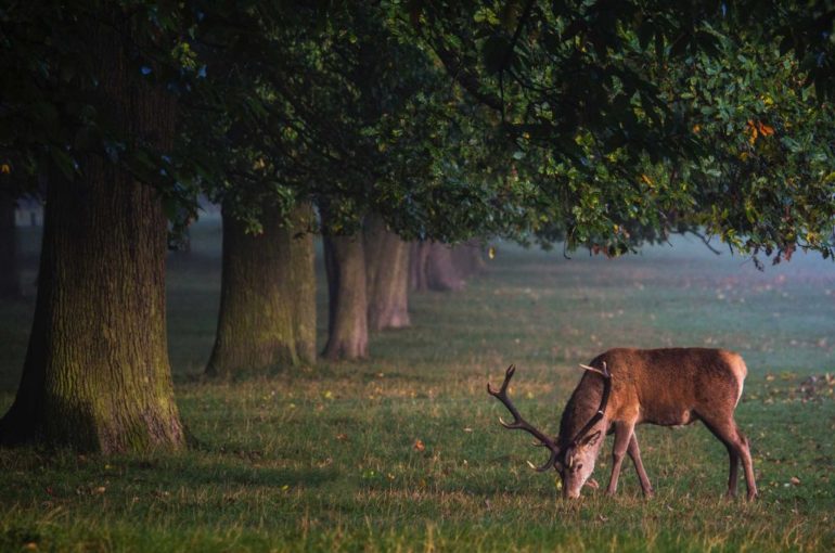 deer-1-1024x683