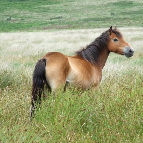 Exmoor-Pony-qpbgzpz07jos9892p1bexmqjui87br9kgb0t05d1m8