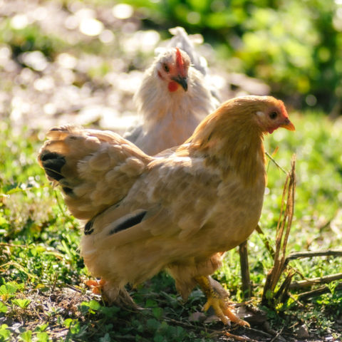 9DAC4A39-0AD0-4340-BD07-2F8AA1F7AA78_1_105_c