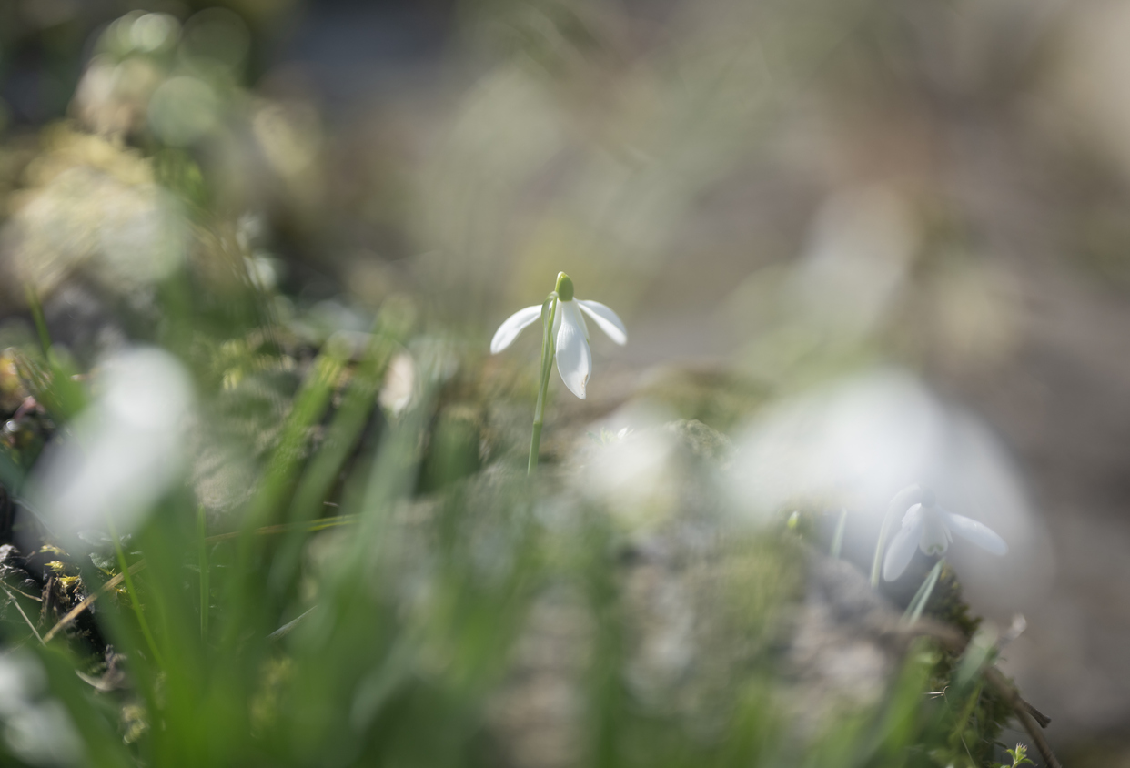 snowdrops in springtime